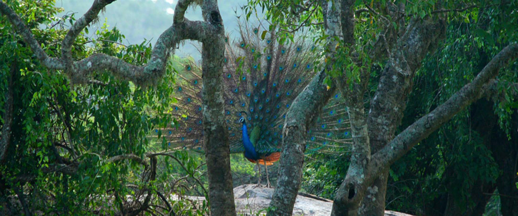 BHsrilankatours